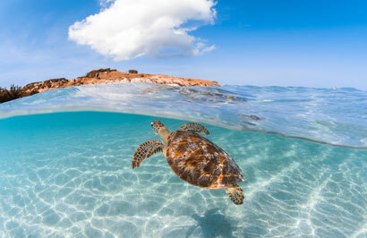 Rainforest, Reef, and Outback - Day 4