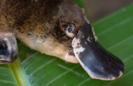 Return River Cruise and Admission to Lone Pine Sanctuary