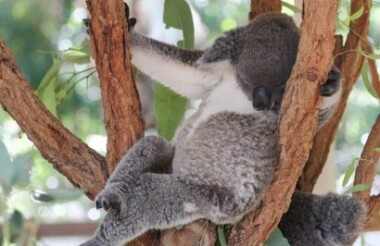 Lone Pine Koala Sanctuary Entry