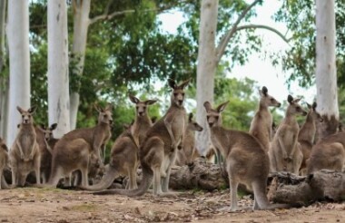 Lone Pine Koala Sanctuary Entry