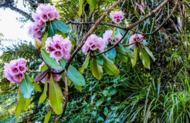 See all of New Zealand with a tailor-made package holiday