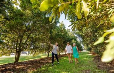 Macadamia Orchard Tour at Macadamia Australia Centre