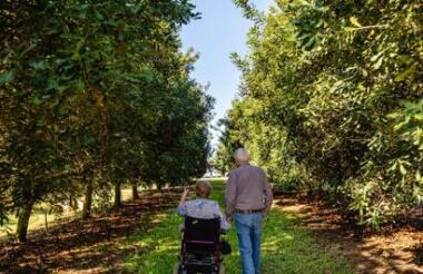 Macadamia Orchard Tour at Macadamia Australia Centre