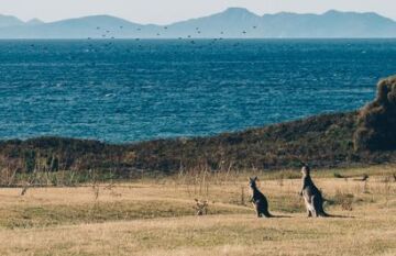 Iconic Australian Wildlife and Nature Tour - Day 11