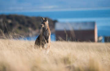 Wild Bush Luxury: The Maria Island Walk - Day 1
