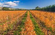 Full Day Wine Tour with Martinborough Wine Tours - Lunch Included