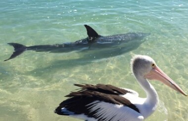 Shark Bay, WA