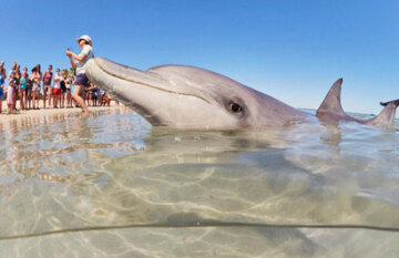 Perth and Monkey Mia Dolphin Tour - Day 3