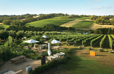 Discovery Tasting & Piazza Lunch at Montalto Winery