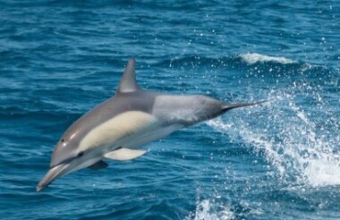 Dolphin Discovery Cruise with Moonshadow TQC Cruises