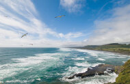 Muriwai Beach