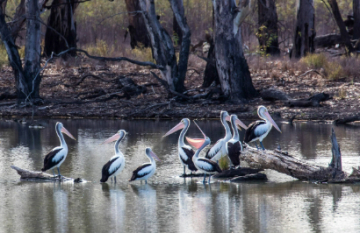 Murray River Safari - Day 3