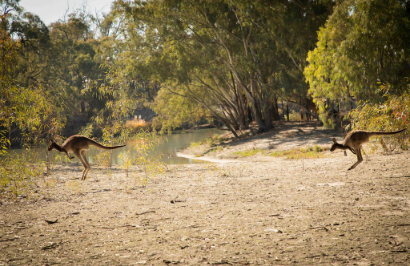 Murray River Trails: Murray River Walk - Day 4