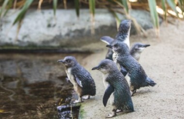 Little Penguin Close Encounter with National Aquarium of New Zealand