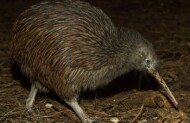 Native Icons Guided Tour in National Aquarium of New Zealand