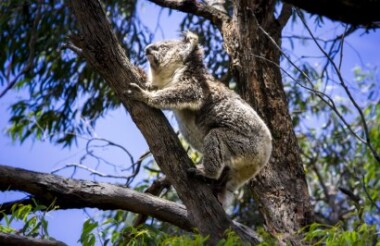 Discover French Island 4WD Guided Tour