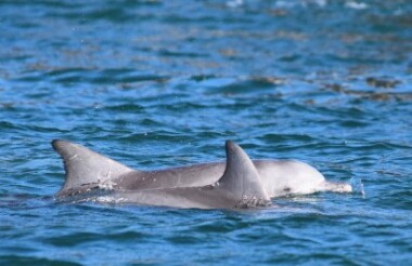 Dolphin Safari Tour with Noosa Ocean Rider