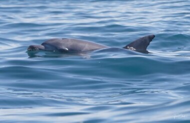 Dolphin Safari Tour with Noosa Ocean Rider