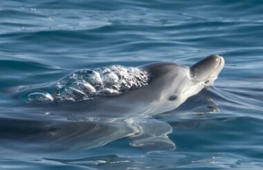 Dolphin Safari Tour with Noosa Ocean Rider