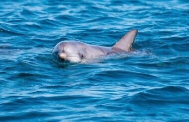 Whale Watching Tour with Noosa Ocean Rider