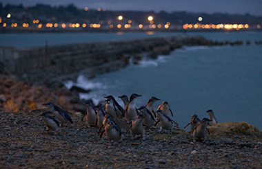 Oamaru Blue Penguin Colony Premium Evening Viewing