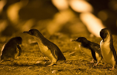 Oamaru Blue Penguin Colony Premium Evening Viewing