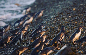 Southeast Coastal Wildlife - Day 2
