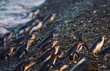 Oamaru Blue Penguin Colony Premium Evening Viewing