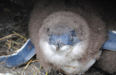 Oamaru Blue Penguin Colony Premium Evening Viewing