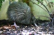 Orokonui Ecosanctuary Highlights Guided Tour