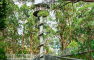 Treetop Walk with Otway Fly