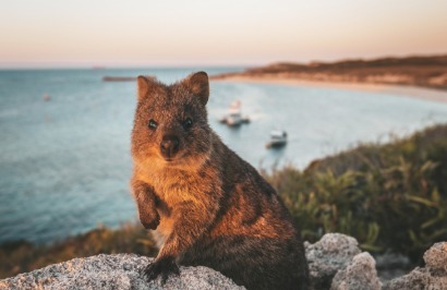 Outback Spirit - Margaret River & Rottnest Island Explorer - Day 5