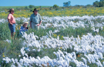 Outback Spirit - Western Wildflowers Discovery - Day 12