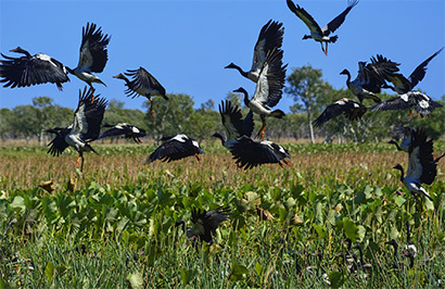 Outback Spirit - Cape York Wilderness Adventure - Day 6