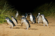 Penguins Plus Viewing Experience with Philip Island Nature Parks