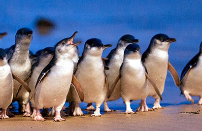 Sydney to Melbourne Coastal Explorer - Day 8