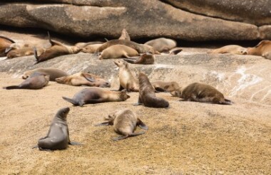 Wilson's Promontory Cruise