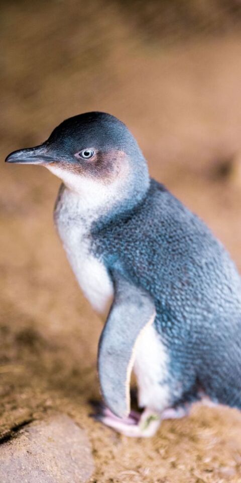 Philip Island Penguin- credit to Philip Island Nature Park