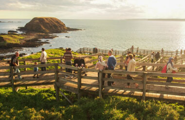 Puffing Billy And Phillip Island Penguin Parade Bus Tour with Wine Hop and Coastal Tours