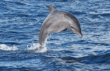 Port River Dolphin & Ships Graveyard Cruise with Port River Cruises