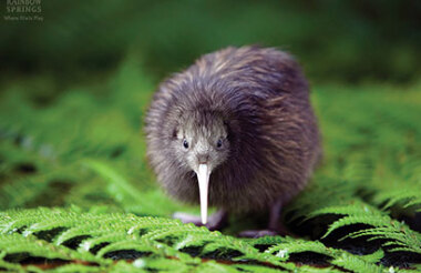 Rainbow Springs and National Kiwi Hatchery Combo