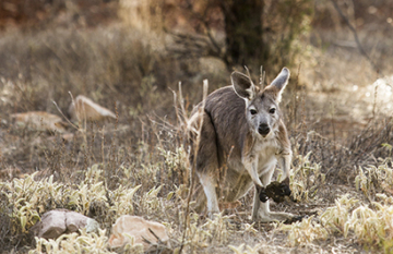 South Australia Outback & Vines Tour - Day 6