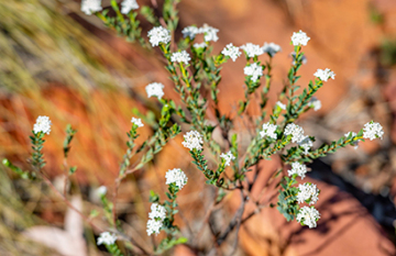 South Australia Outback & Vines Tour - Day 5