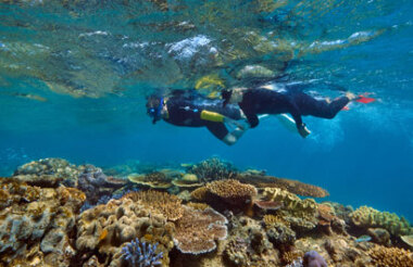 Half Day Great Barrier Reef  Snorkeling Tour with Reef Adventures