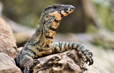 Wildlife Encounter with a Reptile at Oakvale Wildlife Park