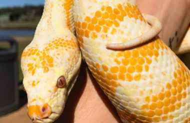 Wildlife Encounter with a Reptile at Oakvale Wildlife Park