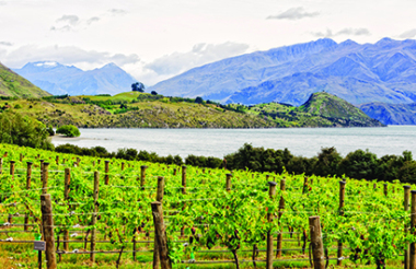 Rippon Vineyard Private Wine Tasting