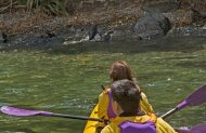 Milford Sound Kayaking Sunriser Classic with Roscos Milford Kayaks