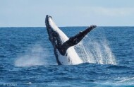 Whale Watching Cruise with Rottnest Fast Ferries