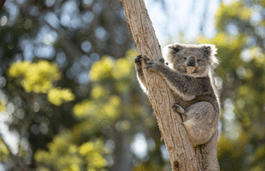 Admission to Healesville Sanctuary